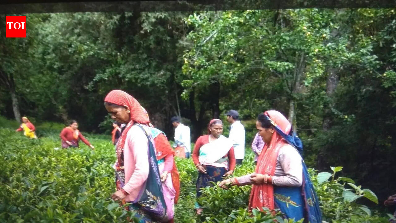 Bageshwar admin begins direct local sale of Kausani tea