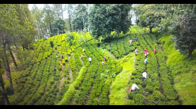 Bageshwar admin begins direct local sale of Kausani tea