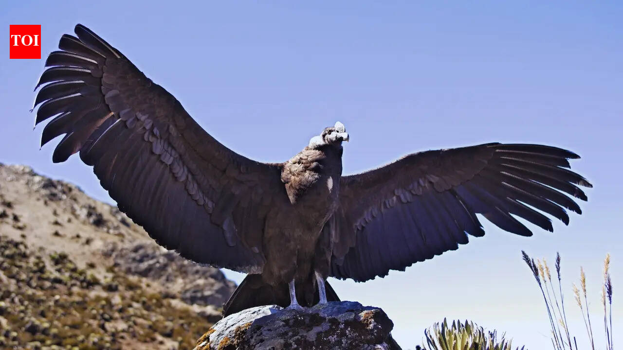 5 largest birds in the world worth travelling for