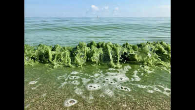 Algal bloom risk rises in Chilika lagoon under low nitrogen-phosphorus conditions: CCMB study