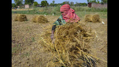 RPCAU develops battery-powered cabbage harvester