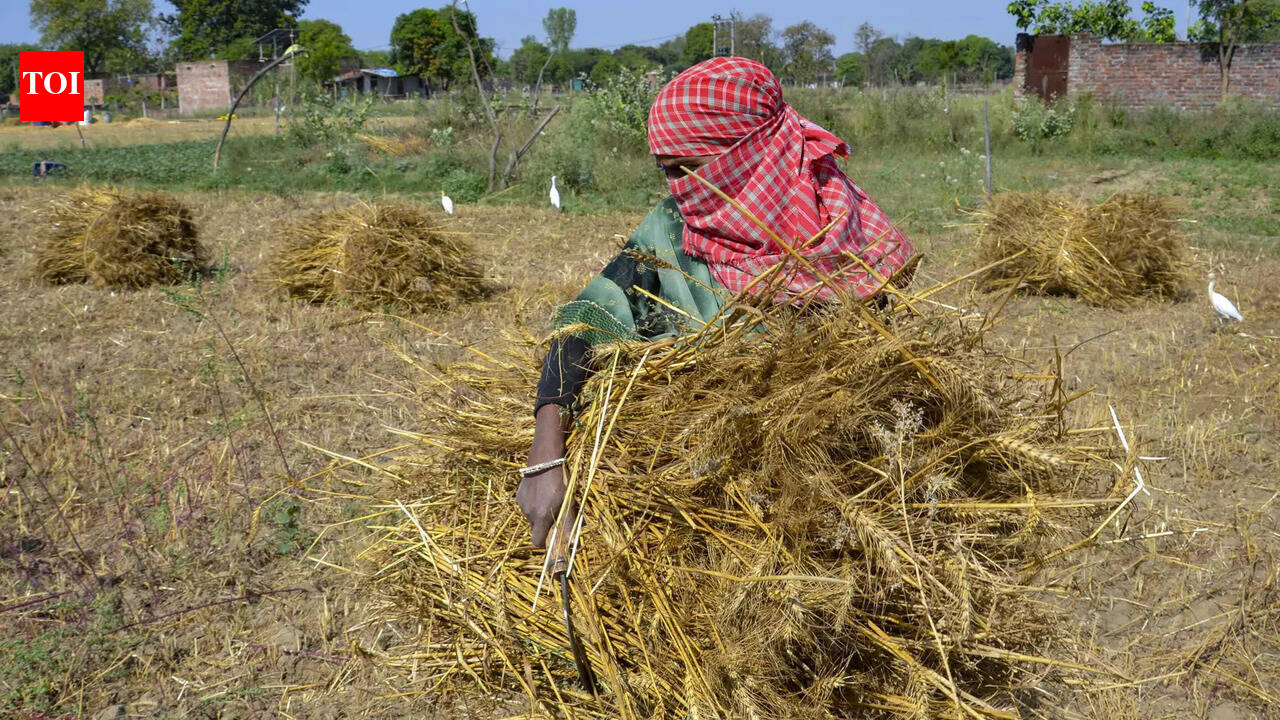 RPCAU develops battery-powered cabbage harvester