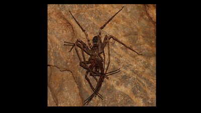 Giant huntsman spider: The 11.8-inch discovery that shocked science
