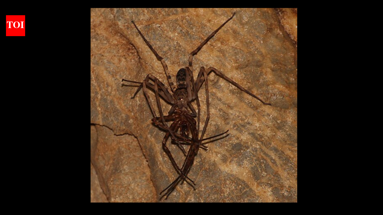 Giant huntsman spider: The 11.8-inch discovery that shocked science