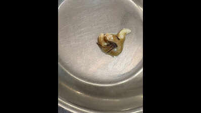 ‘Insects in food’: Protest at Lady Hardinge