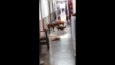 'Insects in food': Protest at Lady Hardinge