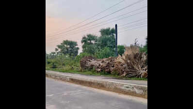 200-year-old banyan tree axed for road widening in Warangal