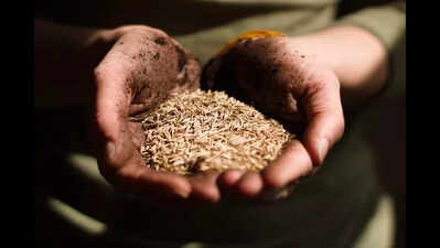 Seed distribution starts in Buxar block offices