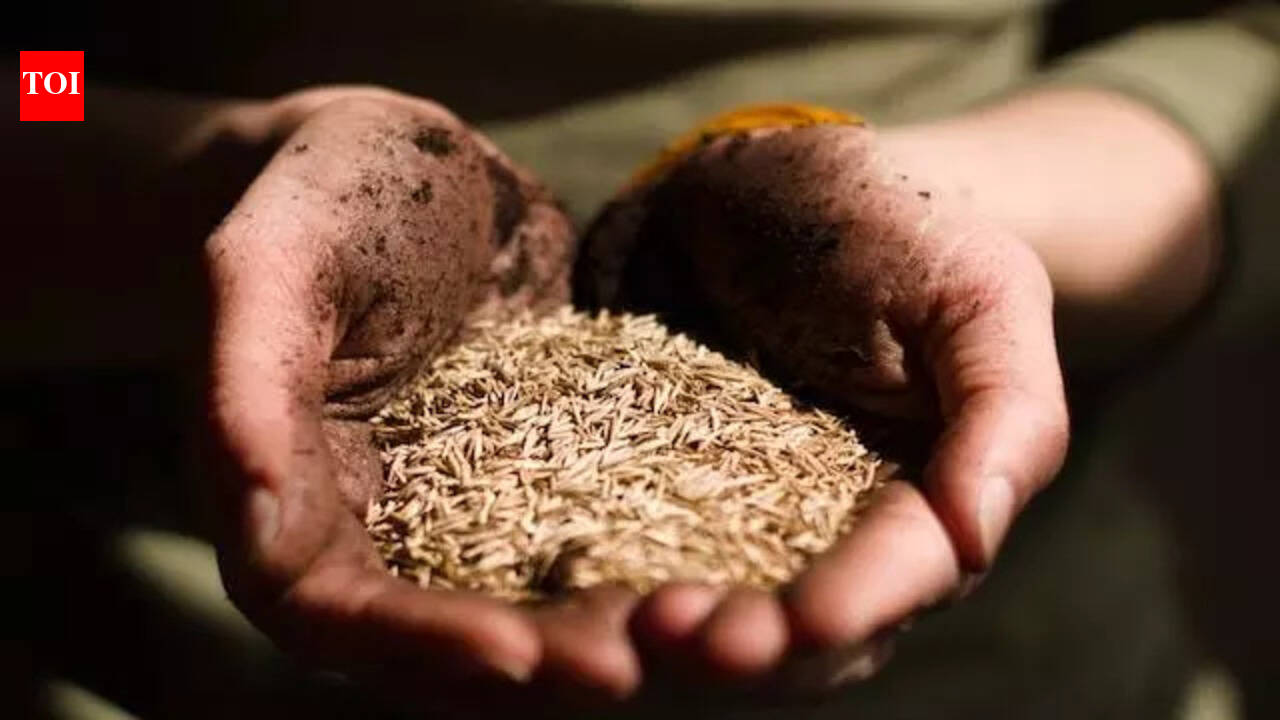 Seed distribution starts in Buxar block offices