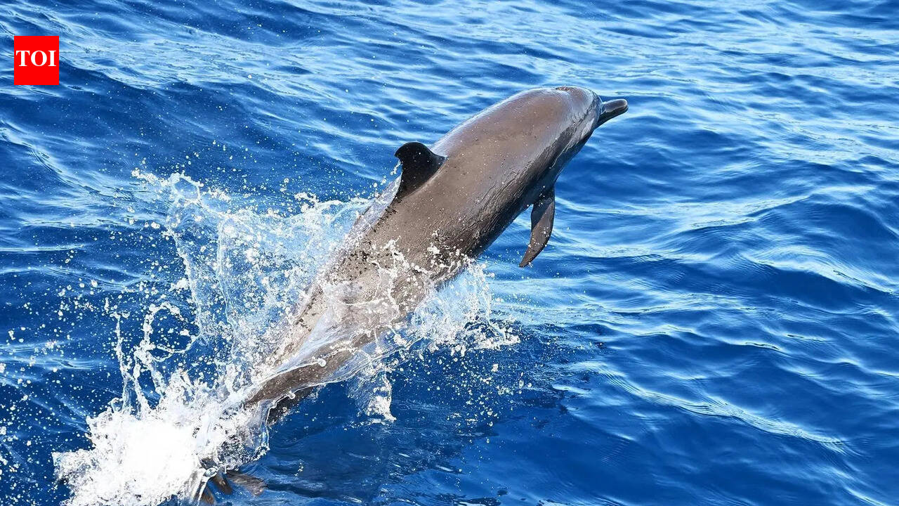 ‘Dolphin Friends’ to monitor endangered river mammal