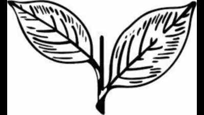 Here a leaf, there a pole, out to play a confusing role