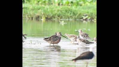 Long-billed dowitcher makes rare stop at Gurgaon wetland, first sighting after 13 years