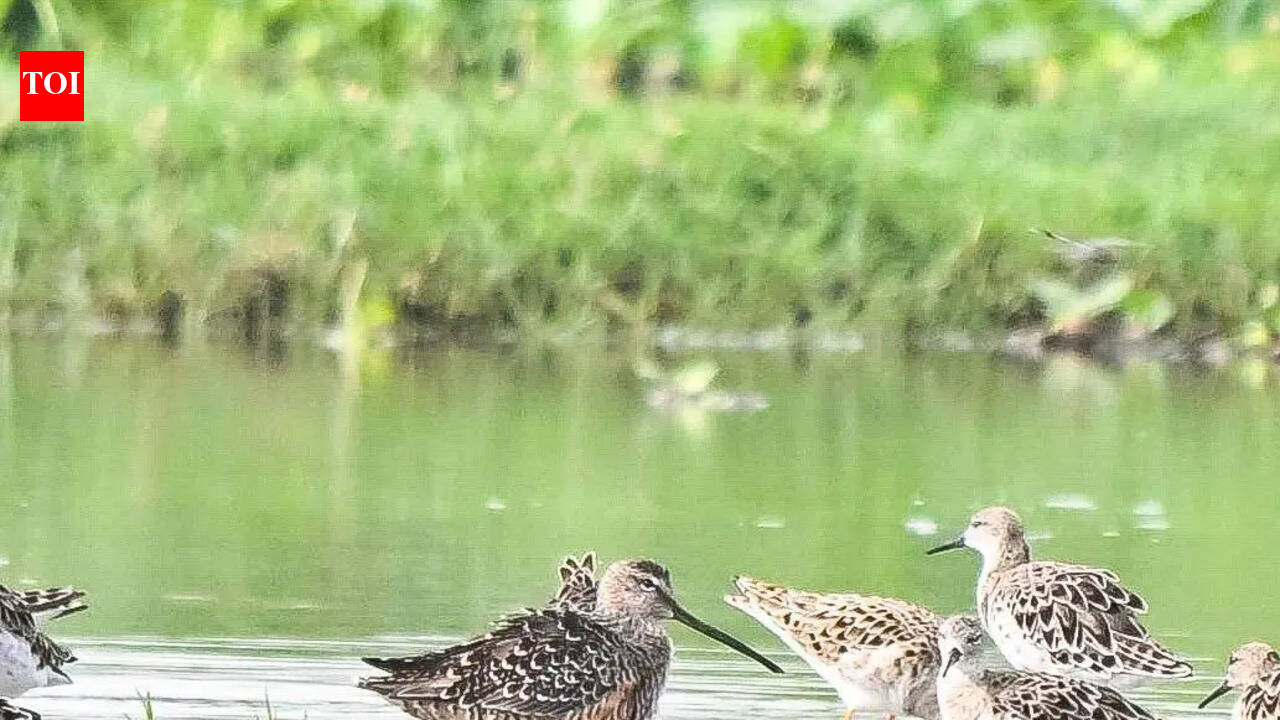 Long-billed dowitcher makes rare stop at Gurgaon wetland, first sighting after 13 years