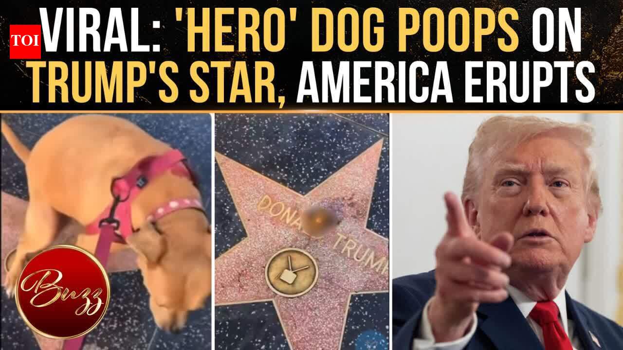 Viral: Canine Poops On Trump’s Hollywood Stroll Of Fame Star, Web Loses It
