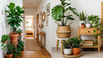 6 best indoor plants that survive low sunlight in British homes