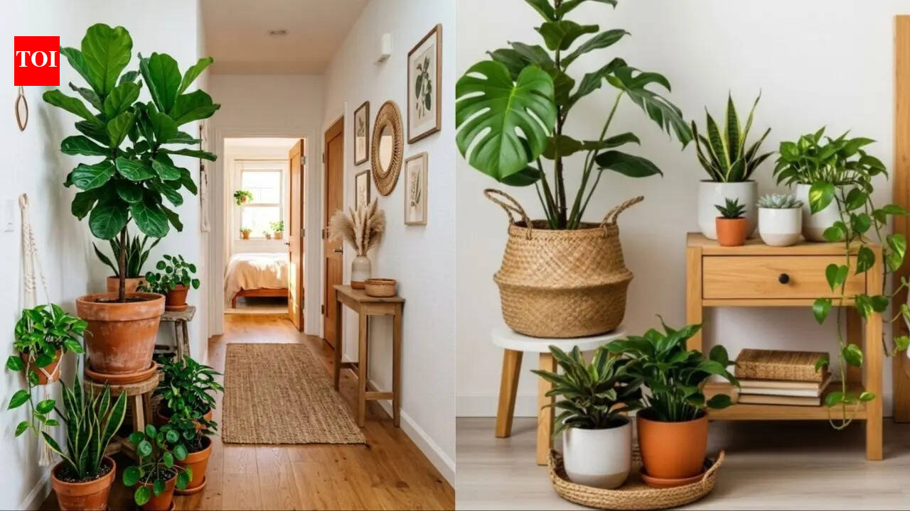 6 best indoor plants that survive low sunlight in British homes - The Times  of India