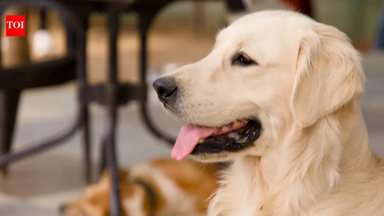 Viral video: Dog found peacefully sleeping inside the UK Parliament | - The Times of India