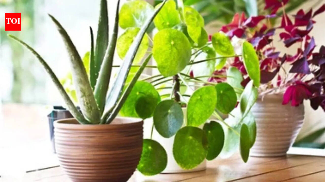 Quote of the day: Feed the soil, not your plants - The Times of India