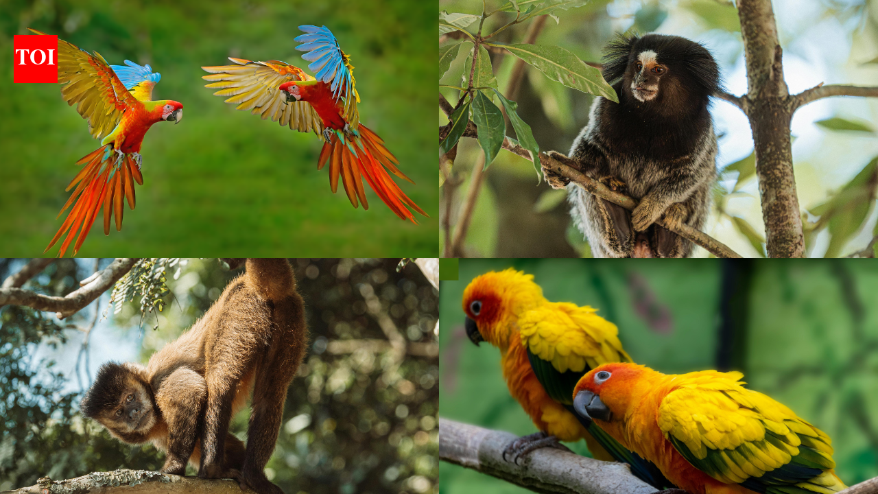 Scientists discover Amazon forests’ hidden ‘internet’ and it’s run by birds and monkeys