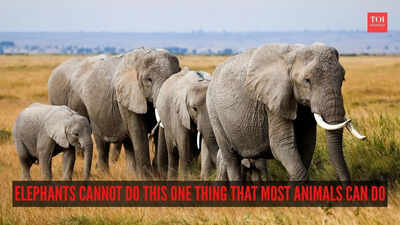  Elephants cannot do this one thing that most animals can do