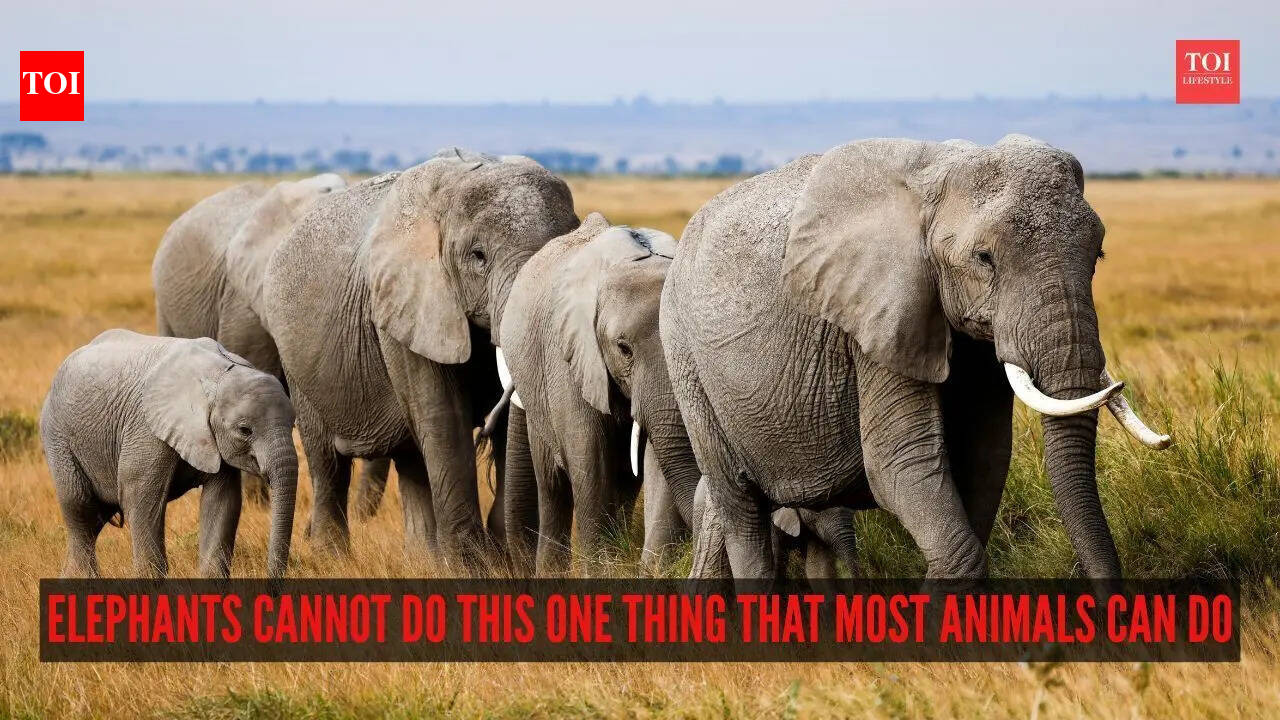 GK Fact of the Day: Elephants cannot do this one thing that most animals can do