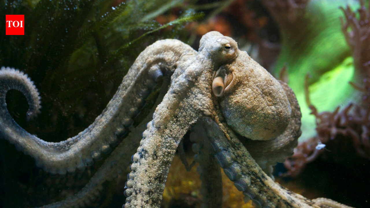 Why Octopus is our planet’s most alien-like creature