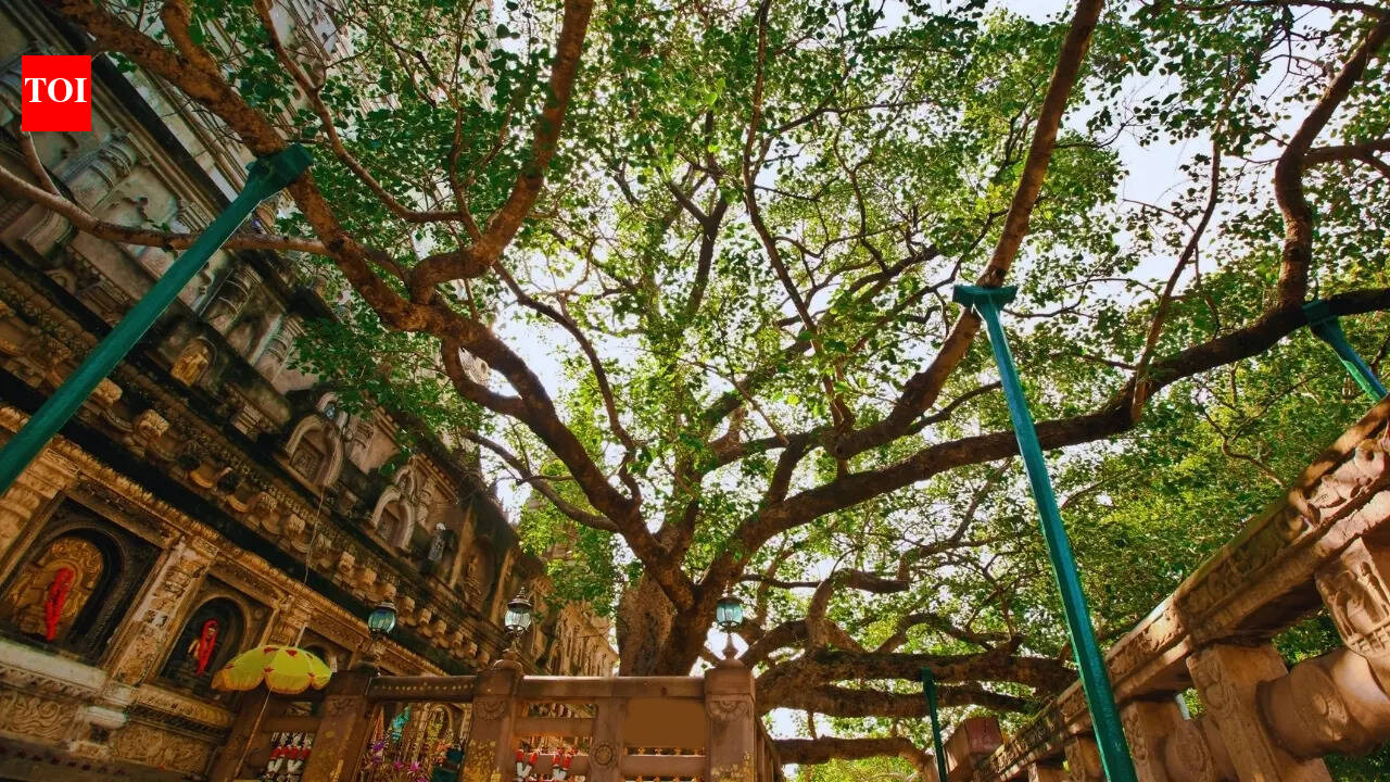 Bodhi tree in good health, but age-related issues identified: FRI