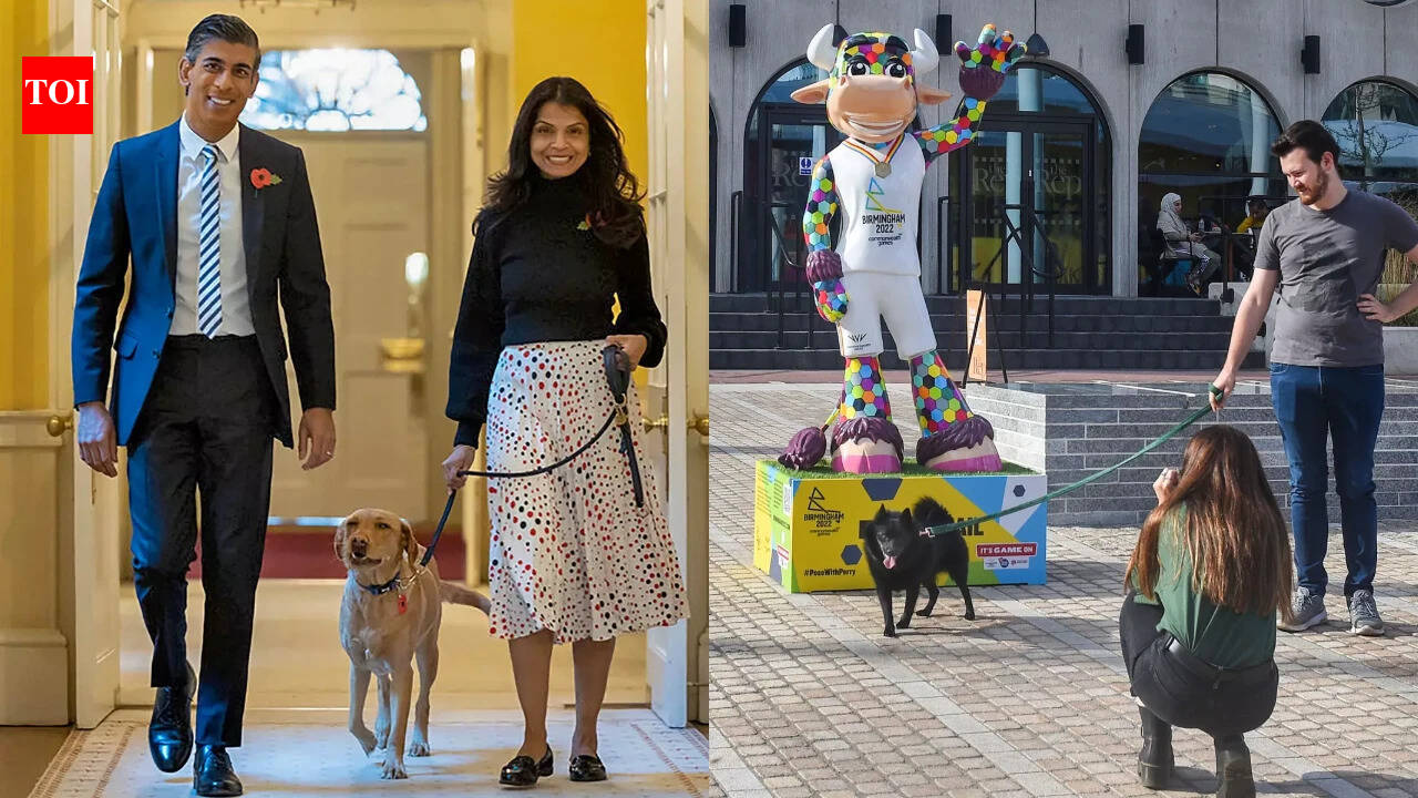 UK pet travel rules: British owners now need new health certificate for every Europe trip