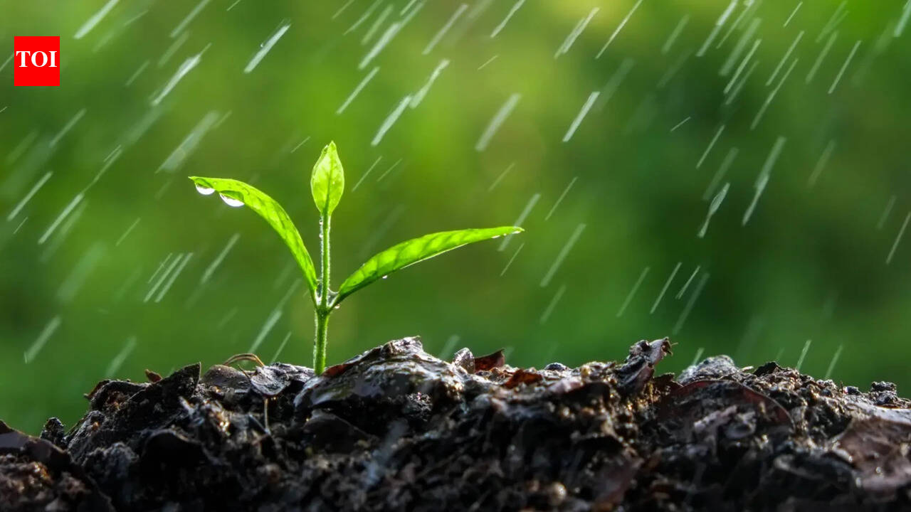 Wait, what, plants can hear the sound of rain?