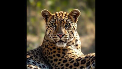 Chhattisgarh: Leopard tries to pounce toddler, child survives after mother, villagers save her