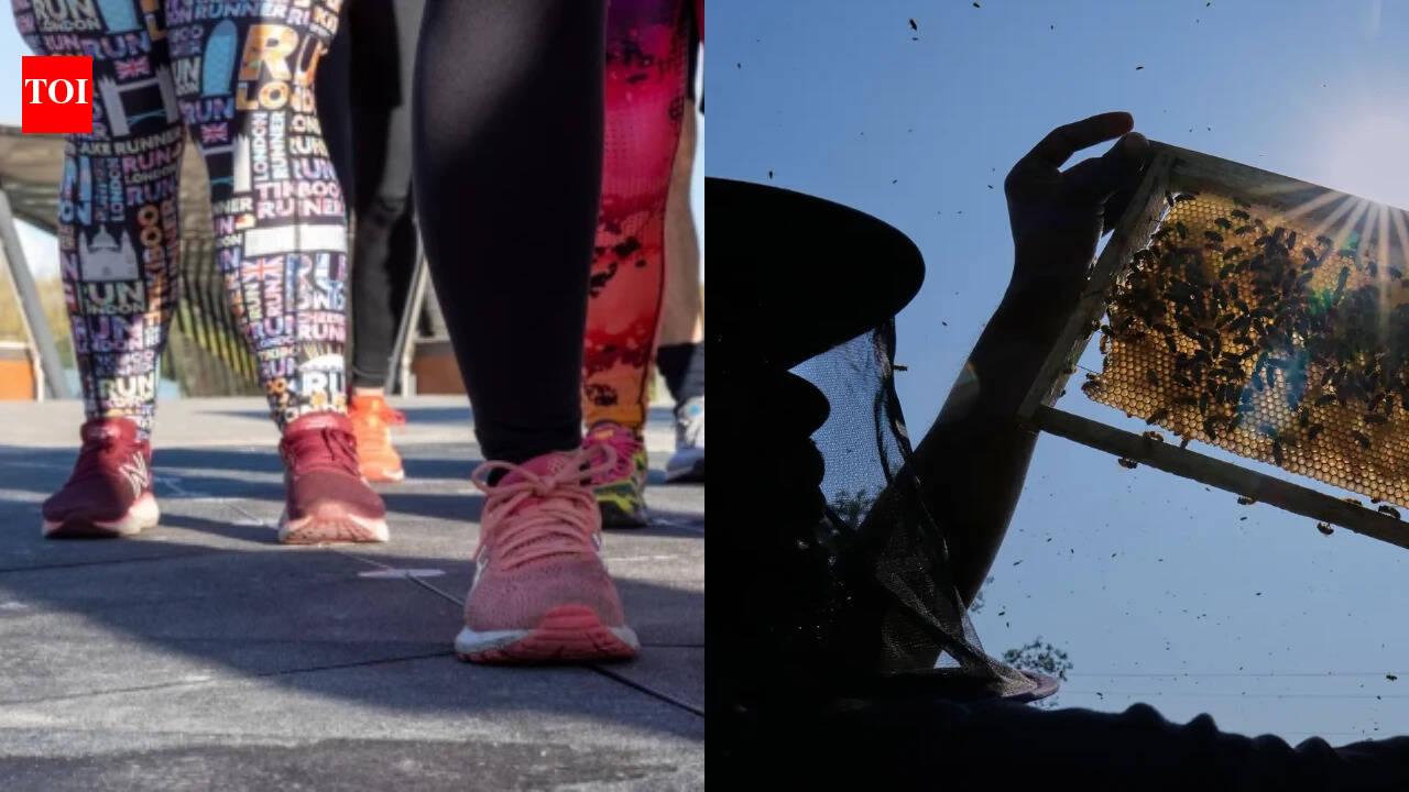 Bees need weeds: Cornwall pauses pavement weedkiller plan after outrage over harm to wildlife