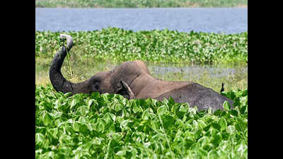 Elephant scare halts tendu leaf, mahua collection in Chhattisgarh's Marwahi forests