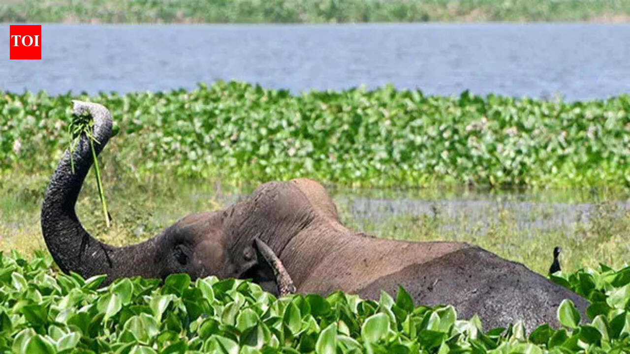 Elephant scare halts tendu leaf, mahua collection in Chhattisgarh's Marwahi forests