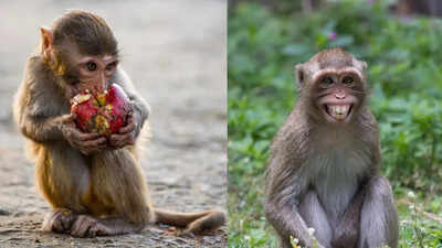 Gibraltar’s monkeys eat mud to fix upset stomachs caused by junk food