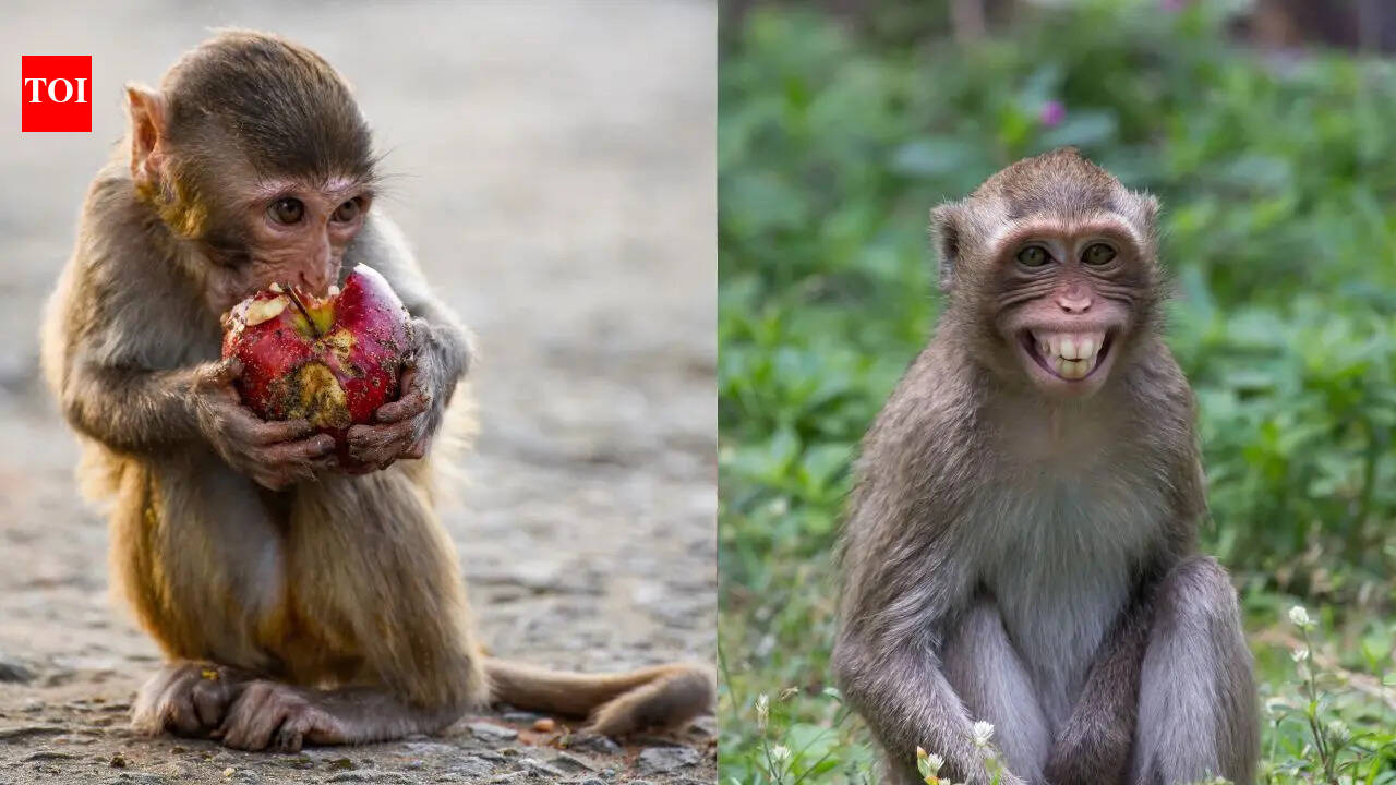 Gibraltar’s monkeys eat mud to fix upset stomachs caused by junk food