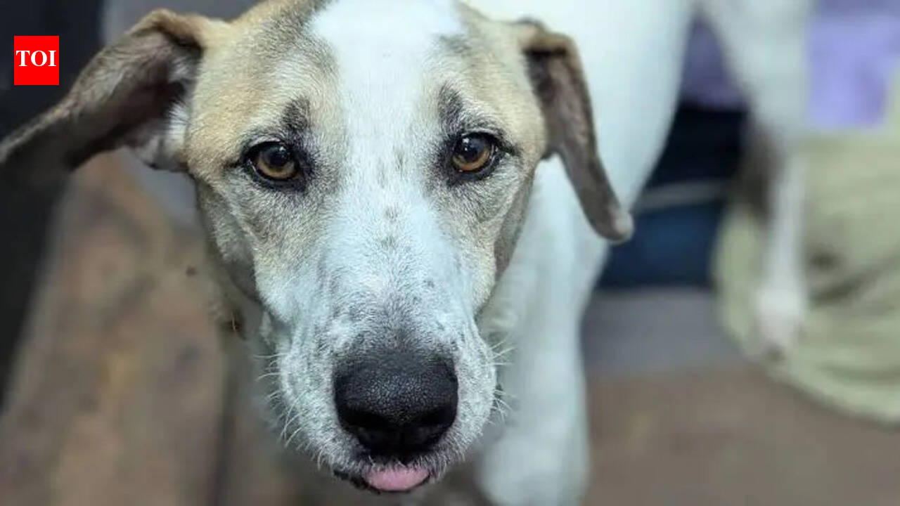 Rescue dog finally finds a home after five years, only to be returned just 12 days later for a heartbreaking reason