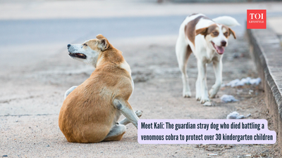 Meet Kali: The guardian stray dog ​​who died battling a venomous cobra to protect over 30 kindergarten children