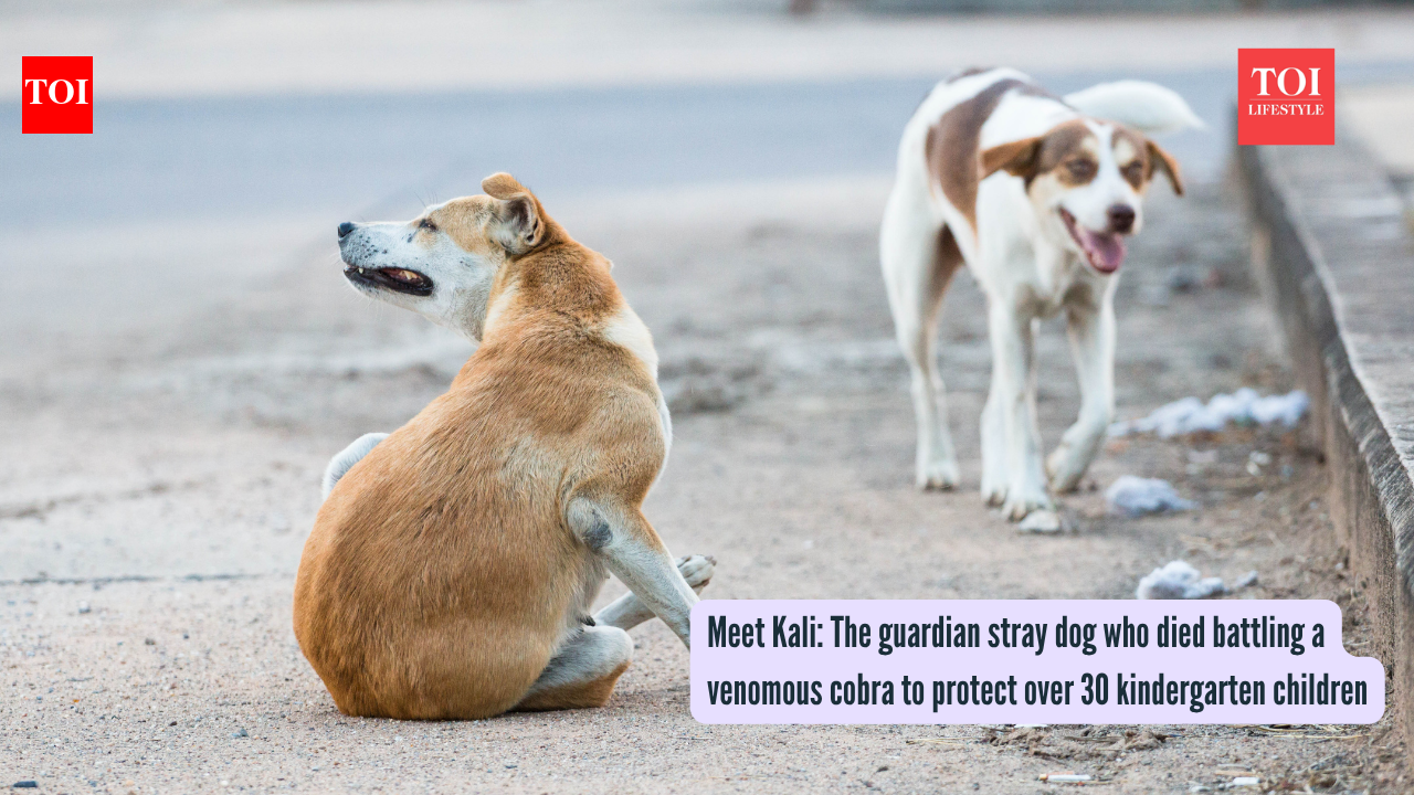 Meet Kali: The guardian stray dog who died battling a venomous cobra to protect over 30 kindergarten children