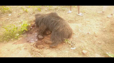 Farmer held on charge of poisoning sloth bear to death