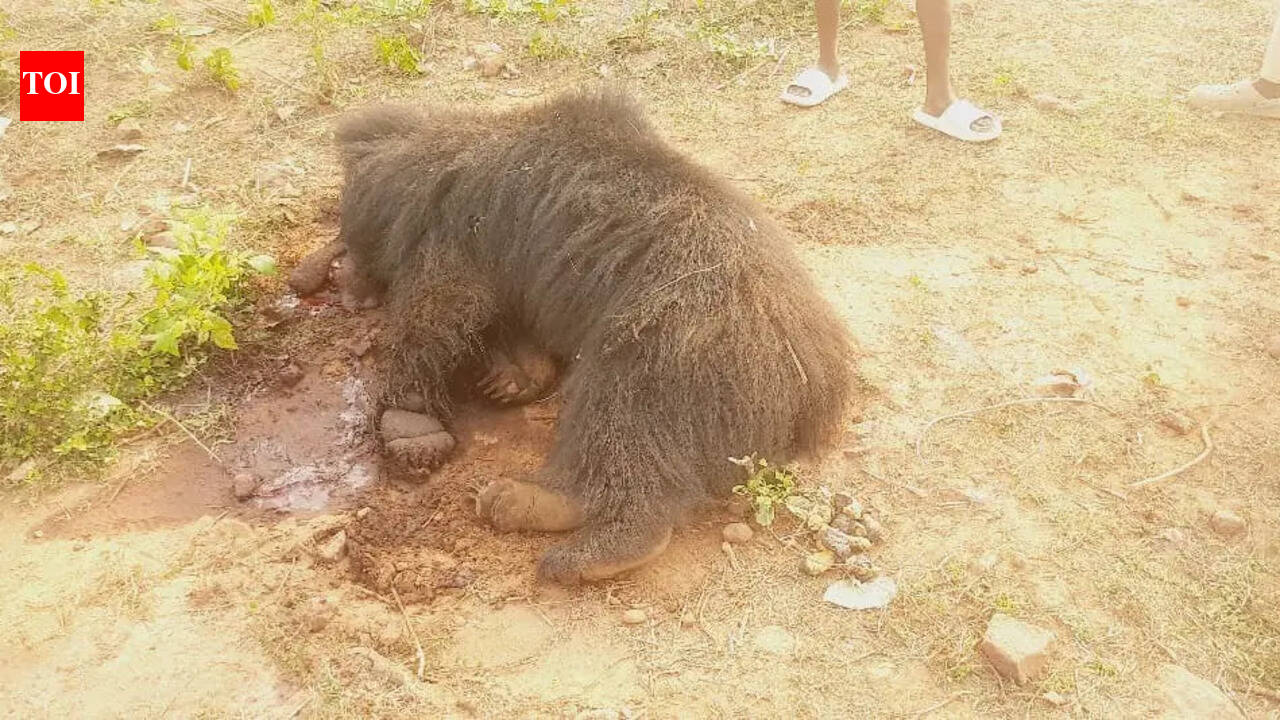 Farmer held on charge of poisoning sloth bear to death