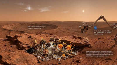 Can Earth's fungi survive on Mars? NASA study reveals surprising answers