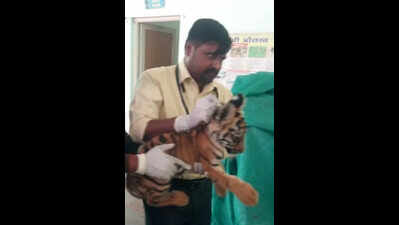 Tiger cub dies due to rare viral disease at SGNP