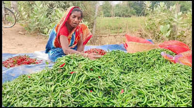 Dip in exports inflicts losses on chilli farmers in Ganjam