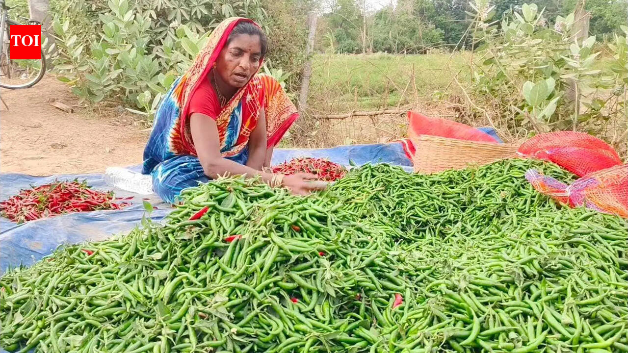 Dip in exports inflicts losses on chilli farmers in Ganjam