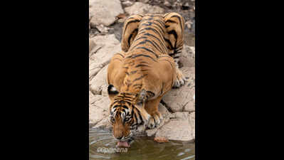 18-year-old R’bore tigress Noor strays to park fringes, spotted near NH-552