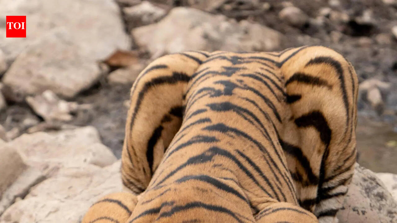 18-year-old R’bore tigress Noor strays to park fringes, spotted near NH-552