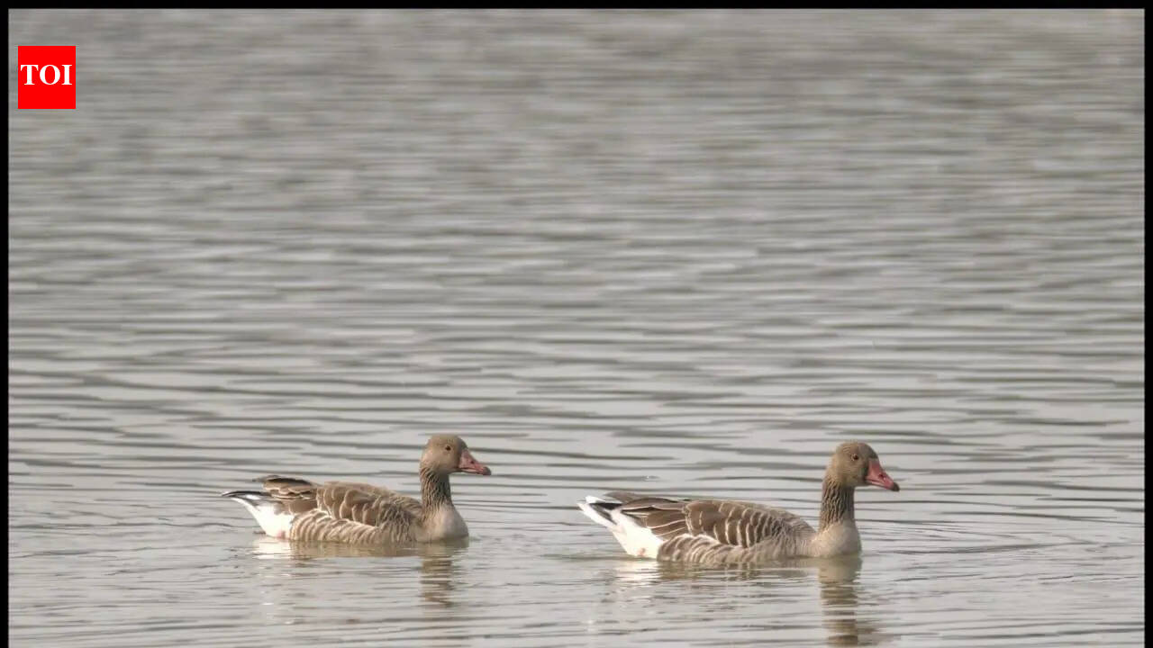 Global Honour for Aligarh: Shekha Jheel Declared Ramsar Site Amid Official Delight