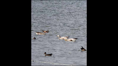  Shekha Jheel Declared Ramsar Site Amid Official Delight