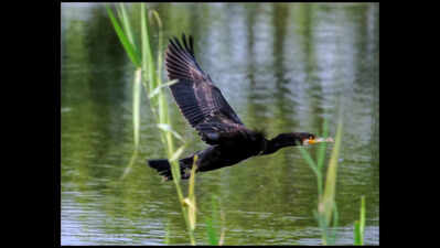  Shekha Jheel Declared Ramsar Site Amid Official Delight