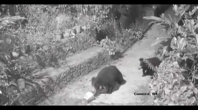 2 bears sighted in house compound at Mullayar near Kumily